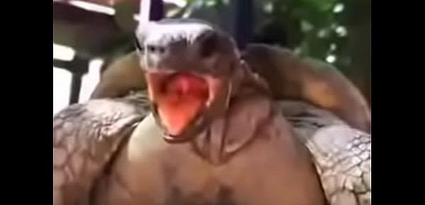  Tartaruga fudendo até talo